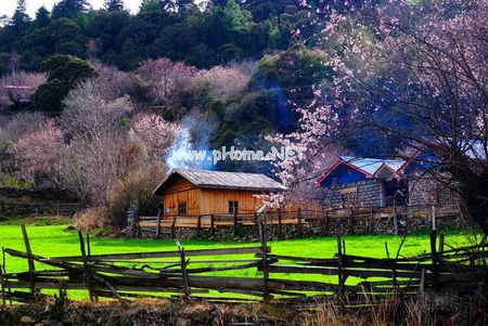 林芝三月桃花美景(圖文)